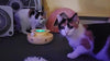 Enhancing Your Cat's Lifestyle with Fountain, Feeder, Cat Toys, and Automatic Toys